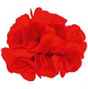 Afbeelding van Geranium Staand P12 Moonlight On Fire